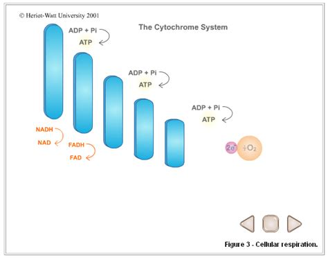 Respiration – Heriot Watt Style | i-Biology