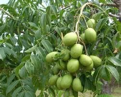 Amra Fruit Plant Home Delivery in all Bangladesh.