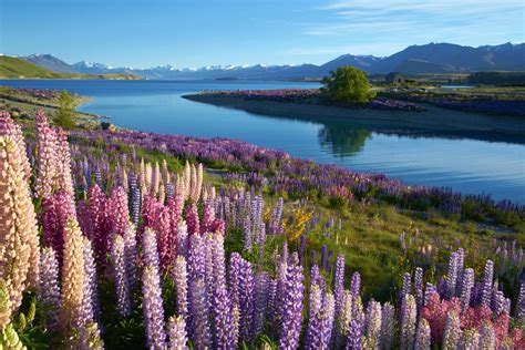 Lake Tekapo Fun Facts | South Island Weekends Away | NeedaBreak