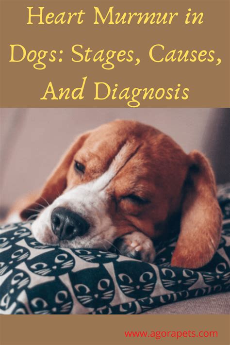 Heart Murmur in Dogs: Stages, Causes, And Diagnosis | Heart murmur ...