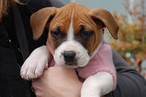 boxer pup - Rocket Dog Rescue