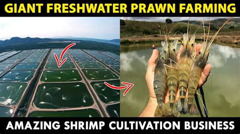 Giant Freshwater PRAWN Farming | How to start SHRIMP Farming Business