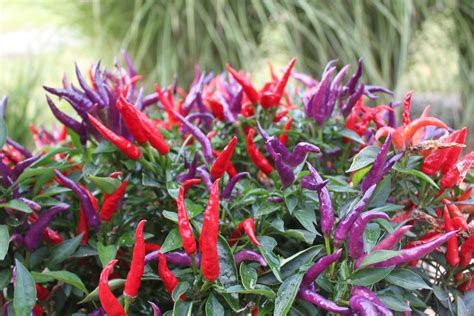 6 Fantastic Ornamental Pepper Plants To Grow This Year