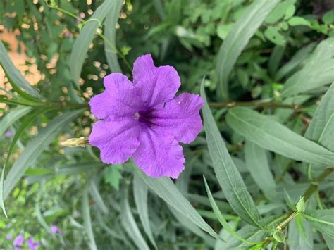 Ruellia simplex, Mexican Petunia — Horticulture Is Awesome!