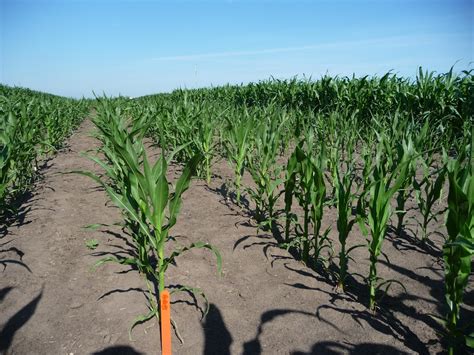 Maize Doubled Haploid | Raymond F. Baker Center for Plant Breeding