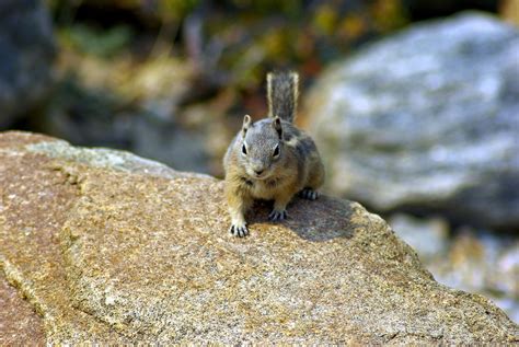 Ground Squirrel | Animals Happen Wildlife Control