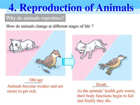 Why do animals reproduce? - ppt download