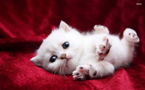 Cute Cat Wallpapers Kitten