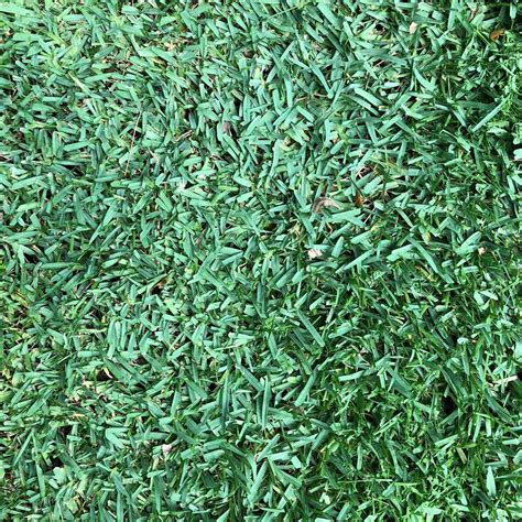 CitraBlue St. Augustine Grass Sod Pods | Sod Solutions