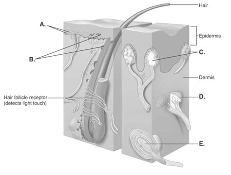 -The Diagram Illustrates Sensory Nerve Endings in the Skin | Biology+