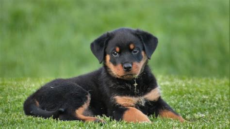 2560x1440 Resolution rottweiler, puppy, dog 1440P Resolution Wallpaper ...