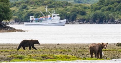 Kodiak Bear Viewing Tours | See Bears from Kodiak Island… | ALASKA.ORG