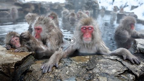 The Story Behind Japan’s Bathing Monkeys - The New York Times