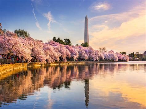 Enjoy Washington DC’s cherry blossom festival from your home | Times of ...