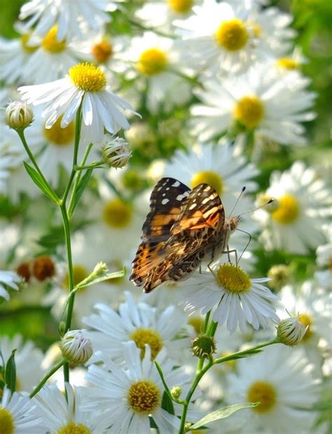 Native Perennials for Wet Soil