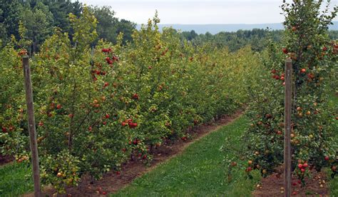 Marg And Sandy On The Road Again: Apple Orchards along Annapolis Valley