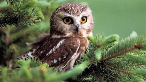 Stunning Owl HD Wallpaper in Nature