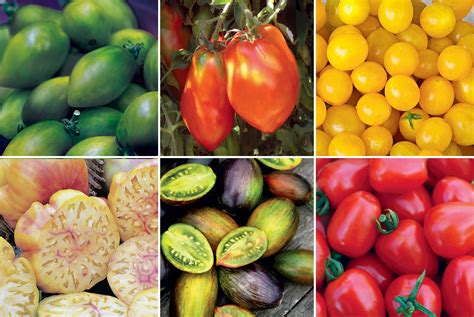 15 Ag & Culinary Pros Share Their Favorite Heirloom Tomatoes - Modern ...