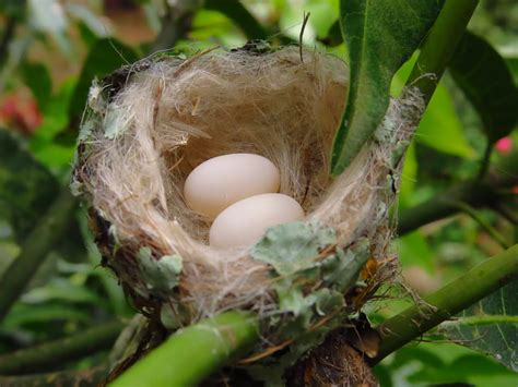 How Long Does It Take For Hummingbird Eggs To Hatch? - Birdwatching Buzz