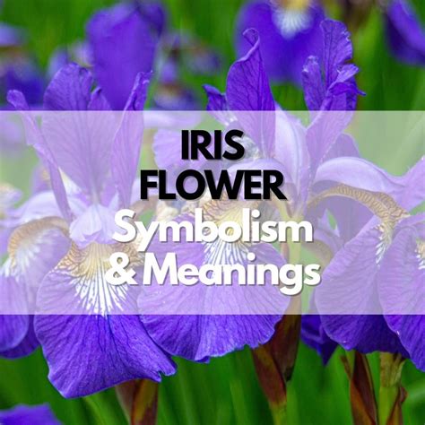 Iris Flower: Symbolism, Meanings, and History - Symbol Genie