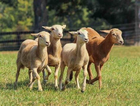 Earn Money from Sheep Farming in India | Idea2MakeMoney