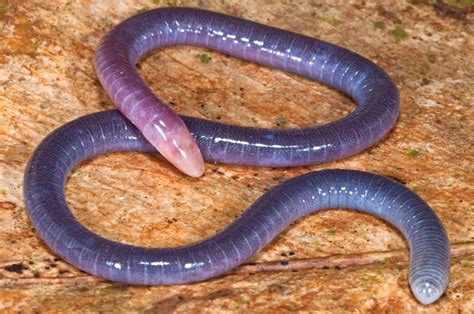 Sciency Thoughts: A new species of Caecilian from French Guiana.