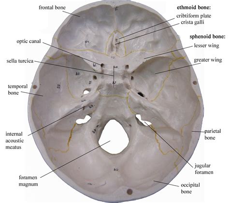 Inferior View Of Skull Foramen - Human Skull, Inferior View Of The ...