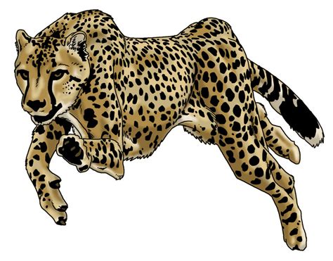 Cheetah Running Drawing at GetDrawings | Free download