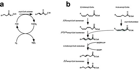 acyl-CoA oxidase and β-oxidation of PUFAs. (a) Acyl-CoA oxidases ...