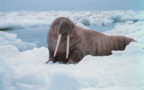 Picture 1 of 11 - Walrus (Odobenus Rosmarus) Pictures & Images ...