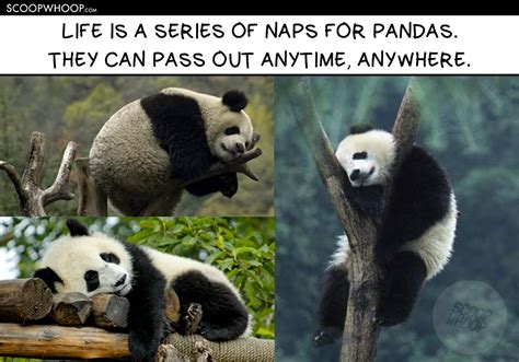 15 Memes That Show Pandas Are So Much More Chill Than Humans Ever Will ...