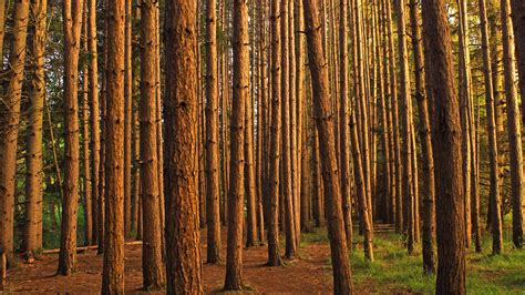 How climate change may reshape pine plantations