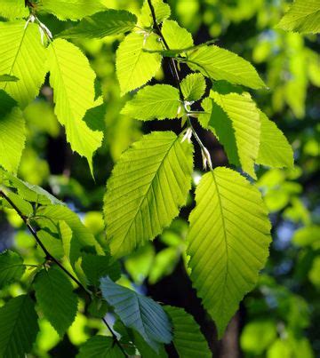 Black Alder Tree Facts - Learn About Uses For Black Alder Trees In ...