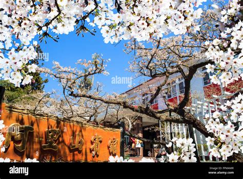 Alishan, Chiayi - March, 2013: National Park Alishan cherry blossom ...