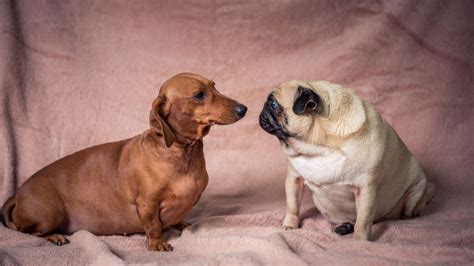 Daug – the Fascinating Wiener Dog and Pug Mix