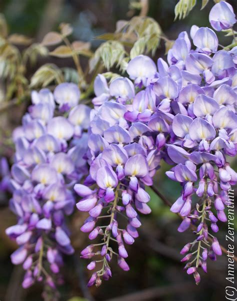 Wisteria - Purple Rain of Sensuality