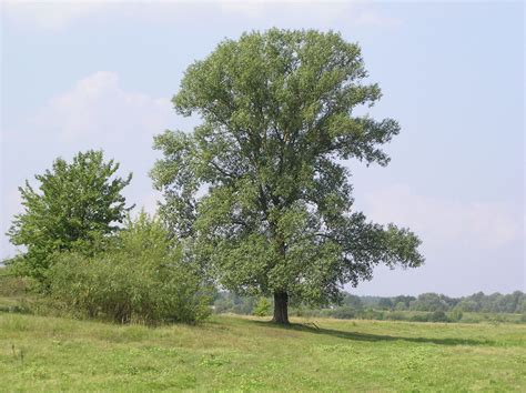 Populus nigra L. | Plants of the World Online | Kew Science