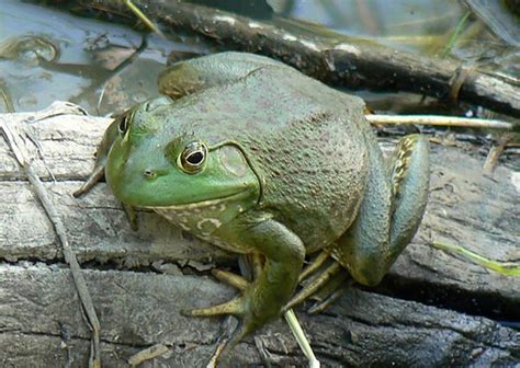 American Bullfrog | The Animal Facts | Habitat, Breeding, Appearance