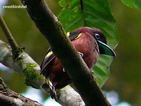 The Life of Sweet Birds: BANDED BROADBILL