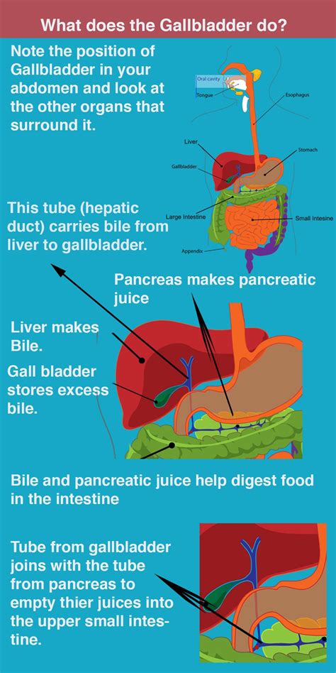 Gall Bladder Symptoms | SYMPTOMS AND DIAGNOSIS | Gallbladder ...