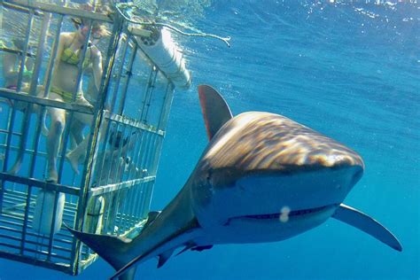 Oahu Shark Dive - Hellotickets