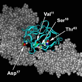 Homology model of human IL-18 bound to the human IL-18 receptor. The ...