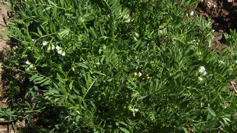 Vicia lens: Systematics, Etymology, Habitat, Cultivation ...