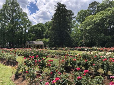 The Raleigh Rose Garden - Raleigh Little Theatre