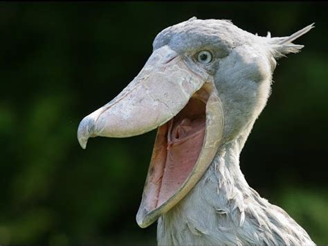 Shoebill Stork: Template Images Gallery | Know Your Meme