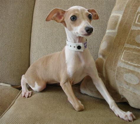 Italian greyhound puppies, Greyhound puppy, Italian greyhound