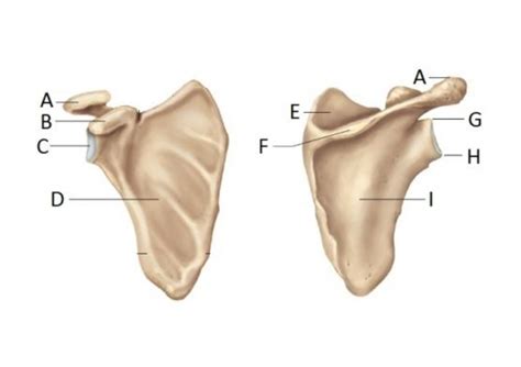 Pectoral Girdle Nursing Lecture