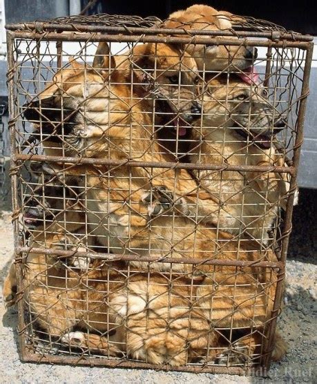 Inside South Korea’s Dog Meat Trade | International Aid for Korean Animals