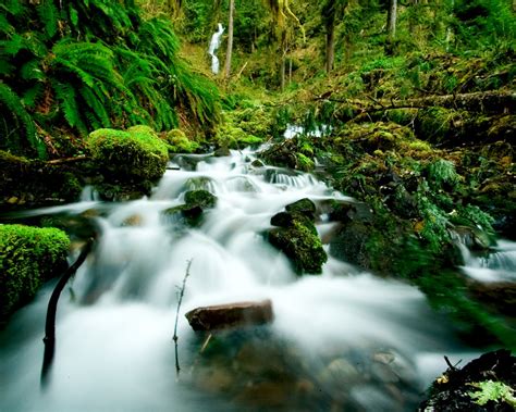 Animals in the hoh rainforest information | Kurtik