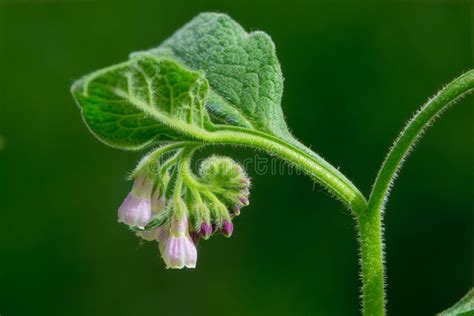 Symphytum officinale stock photo. Image of green, flower - 183159554